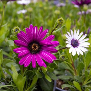 Osteospermum Daisy - Linda Pink