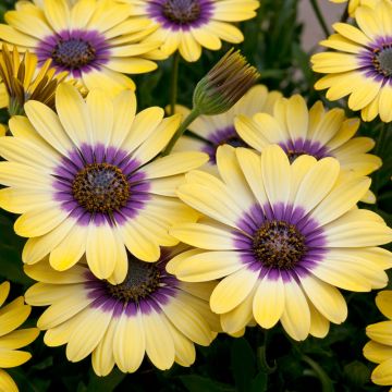 Osteospermum Blue Eyed Beauty - Cape Daisy