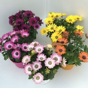 Osteospermum - Cape Daisy in assorted Colours