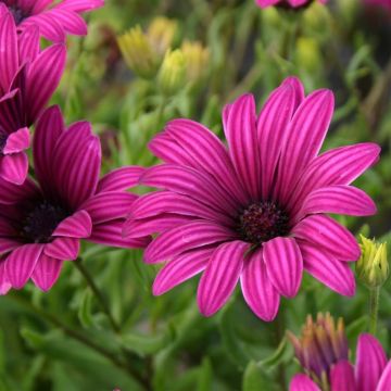 Osteospermum Tresco Purple - Cape Daisy