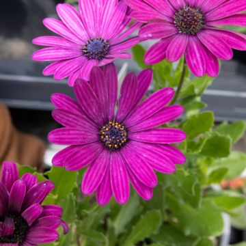 Osteospermum Dark Purple