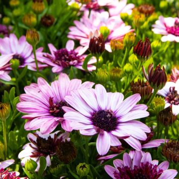 Osteospermum Double Berry White  - Double Flowering Cape Daisy