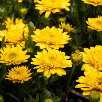 Osteospermum Double Deep Sun - Double Flowering Cape Daisy
