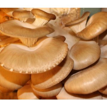 Oyster Mushroom Grow Kit - Produce your own Tasty Fungi at Home