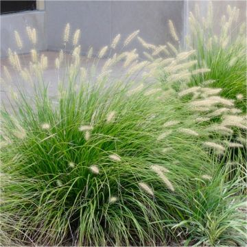 Pennisetum alopecuroides 'Little Bunny' - Fountain Grass Plants
