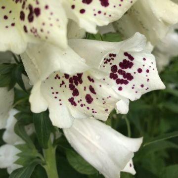 Digitalis purpurea Giant White Spotted - Foxglove