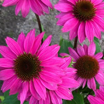 Echinacea purpurea Magnus - Compact Purple Cone Flower