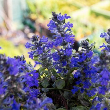 Ajuga Princess Elsa