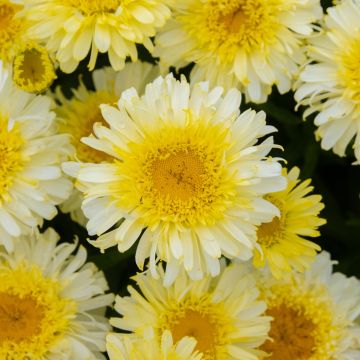 Leucanthemum Real Charmer - Shasta Daisy - Large Plant in Bud & Bloom