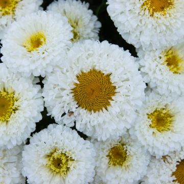 Leucanthemum Real Snowball - Shasta Daisy - Large Plant in Bud & Bloom