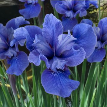 Iris sibirica 'Côte d'Azur'