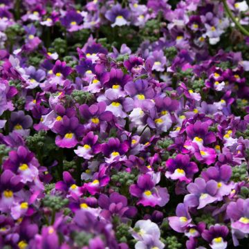 Nemesia fruticans Pink Bicolour