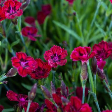 Dianthus Pashmina 'Berry Red' - In Bud & Bloom