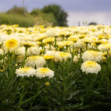 Leucanthemum Real Deal - Shasta Daisy - Large Plant in Bud & Bloom