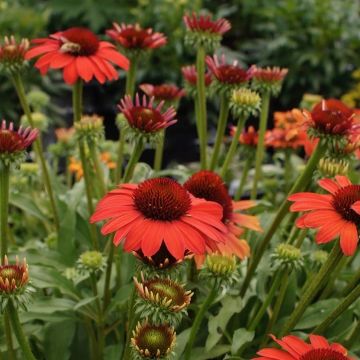 Echinacea Sun Seekers Coral - Cone Flower