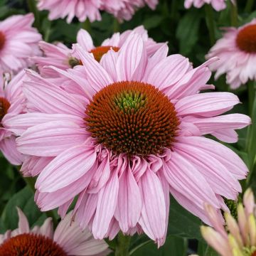 Echinacea Sun Seekers Blush - Cone Flower