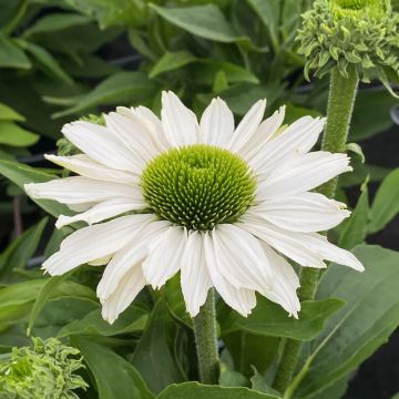 Echinacea Sun Seekers White - Cone Flower