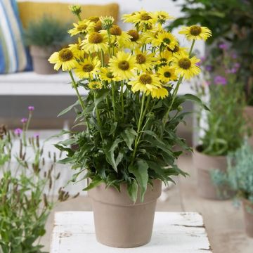 Echinacea Sun Seekers Yellow - Cone Flower