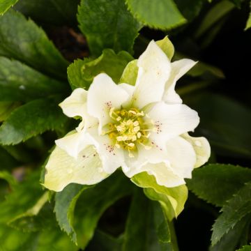 Helleborus x orientalis 'Hello White' - Oriental Hellebore in Bud & Bloom