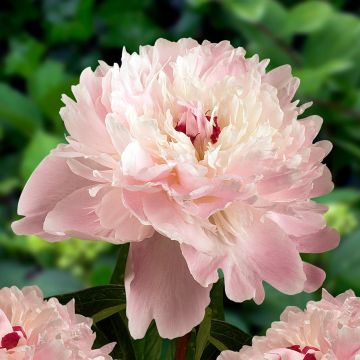 Paeonia lactiflora Alertie - Large Flowered Herbaceous Peony  - Pack of THREE