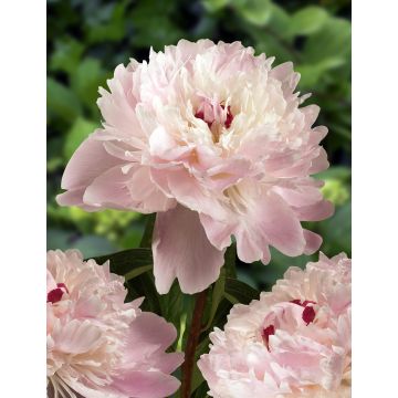 Paeonia lactiflora 'Alertie' - Large Flowered Herbaceous Peony