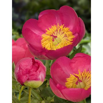 Paeonia lactiflora 'Flame' - Large Flowered Herbaceous Peony