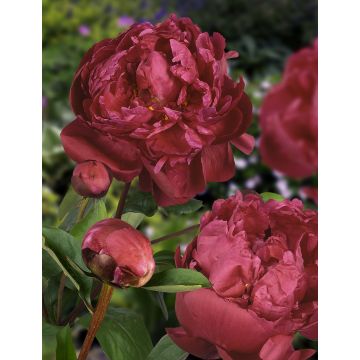 Paeonia lactiflora - Peony - Red Sarah Bernhardt