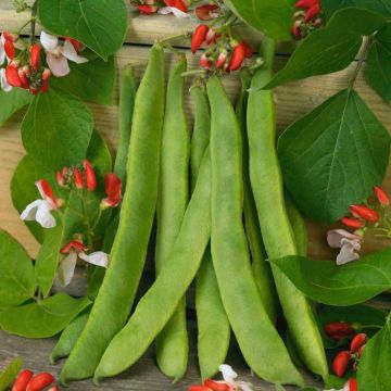 Runner Bean Painted Lady