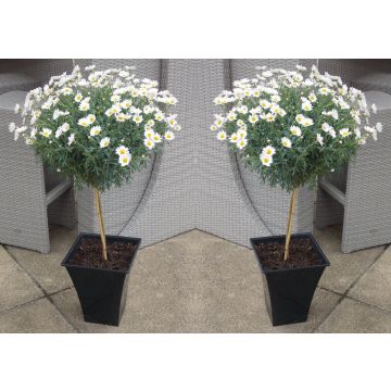 PAIR of Marguerite Giant Daisy Trees with Flared Planters - Perfect for Patios - LARGE Patio Standard Trees