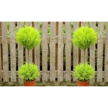 Pair of Lovely Lemon Scented Evergeen Monterey Cypress Patio Goldcrest - Duo Ball Topiary Trees