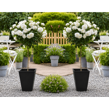 Pair of Patio Standard WHITE Flowering Garden Rose Trees circa 100cm tall - with Flared Black Planters