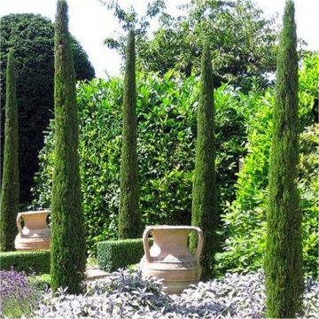 Pair of Van Gogh Tuscan Totem Pole Cypress Trees - Cupressus sempervirens 100-140cm