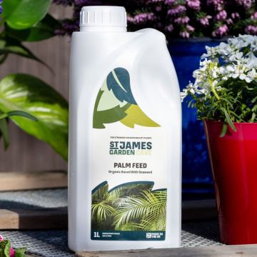 Palm Fertiliser – Special Organic Feed for Palm Plants