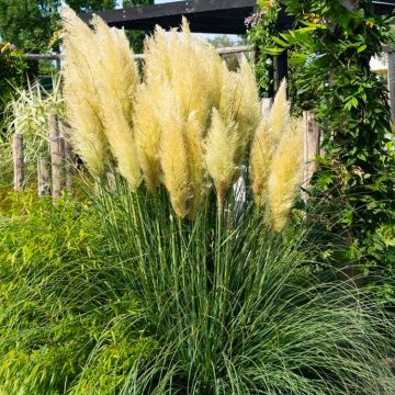 Cortaderia selloana Evita - Compact Pampas Grass