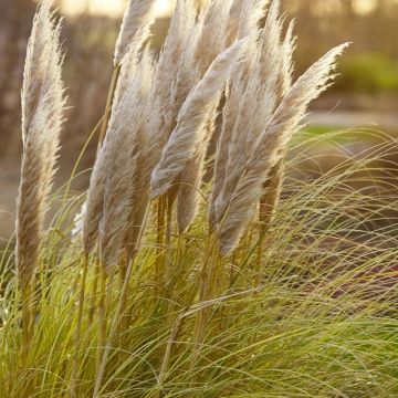 LARGE Cortaderia Golden Goblin - Golden Fantasy Pampas Grass with Plumes