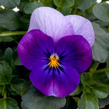 Viola Trailing Purple Beacon 