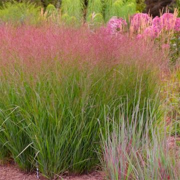 Panicum virgatum Apache Rose - Large Switch Grass