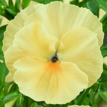 Pansy Colossus Lemon Shades - Pack of SIX Giant Flowered Pansy Plants