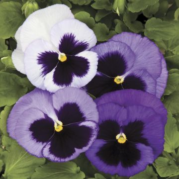 Pansy Colossus Ocean - Pack of SIX Giant Flowered Pansy Plants