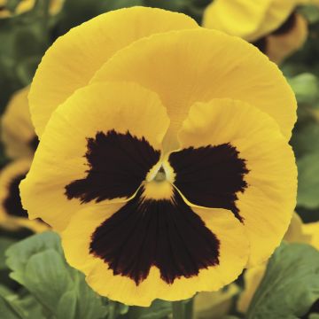 Pansy Colossus Yellow Blotch - Pack of SIX Giant Flowered Pansy Plants