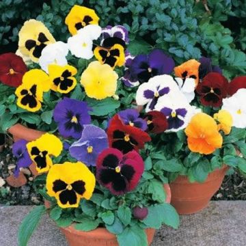 Pansy Delta Blotch Mix - Plants in Bud & Bloom - Pack of SIX