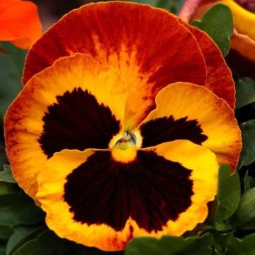 Pansy FIRE - Pack of SIX Plants