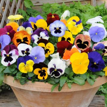 Pansy Plants Mixed Colours in Bud & Bloom - Pack of SIX