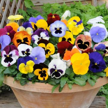 Pansy Plants in Bud and Bloom - Pack of SIX