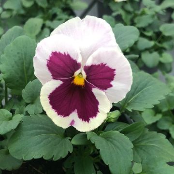 Pansy in Bud & Bloom - Rose Blotch - Pack of SIX Plants