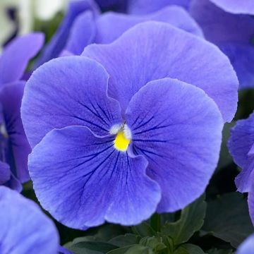 Pansy True Blue - Pack of Six Plants