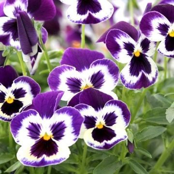 Pansy Violet Face - Pack of SIX Plants