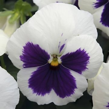 Pansy WHITE BLOTCH - Pack of SIX Plants