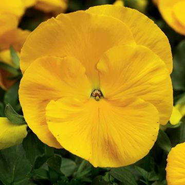 Pansy YELLOW - Pack of SIX Plants