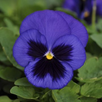 Pansy Blue Blotch - Pack of SIX Plants